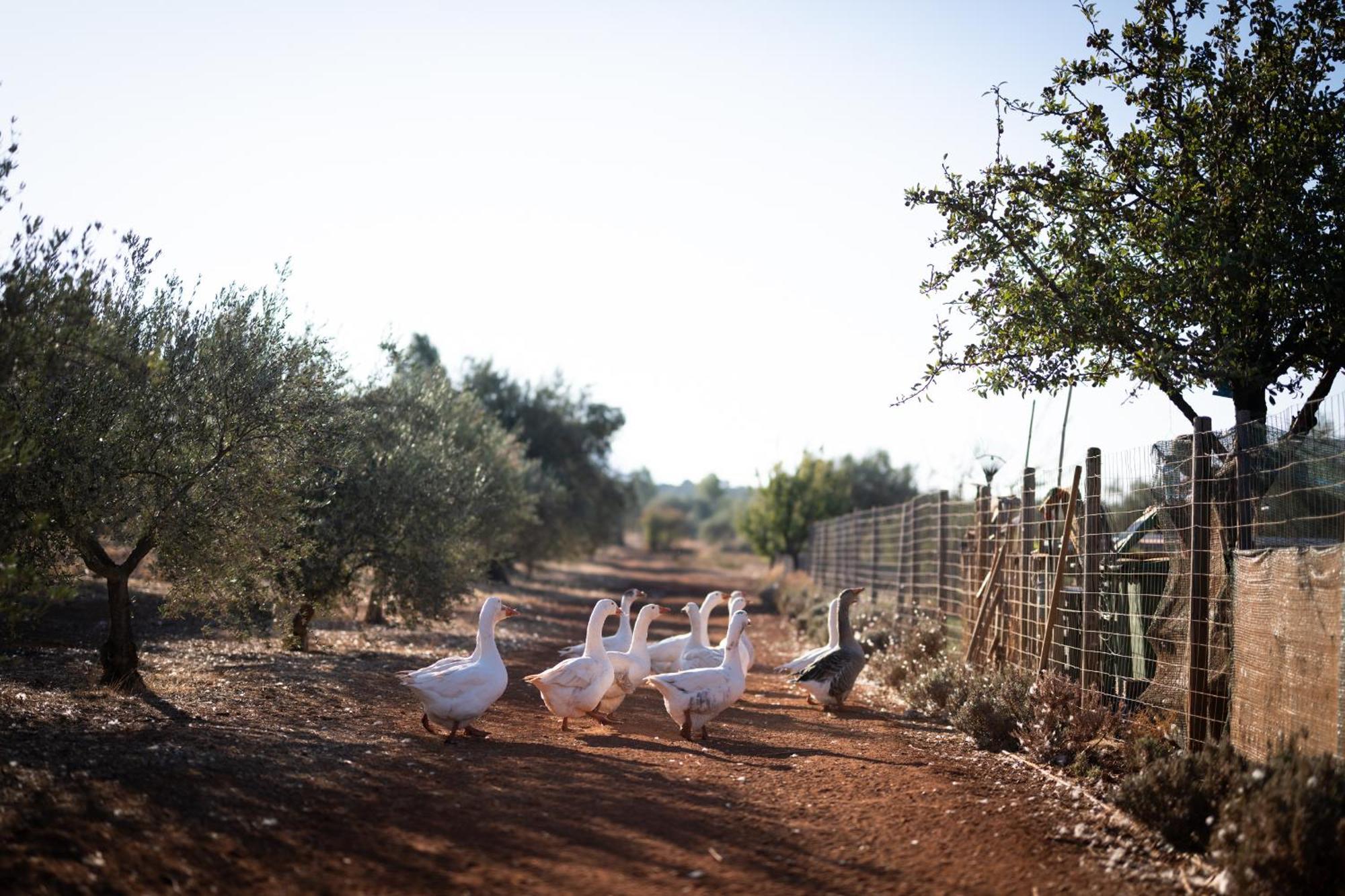 מלון Goúvai Eumelia Organic Agrotourism Farm מראה חיצוני תמונה