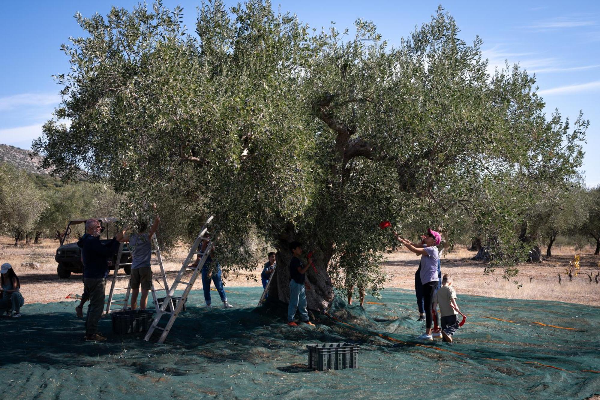 מלון Goúvai Eumelia Organic Agrotourism Farm מראה חיצוני תמונה